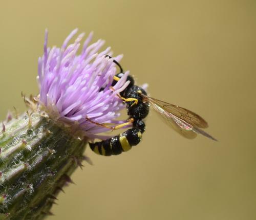 Cerceris rybyensis